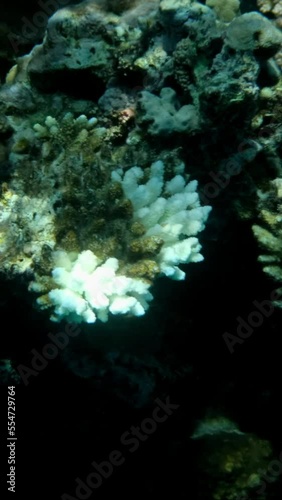 VERTICAL VIDEO, Slow motion. Bleaching and death of corals from excessive seawater heating due to climate change and global warming. Decolored corals in the Red Sea. Close-up photo