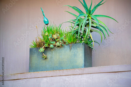Green tropical plant in gray metal planter box on an urban or suburan mantle in the front yard with brown stucco home facade photo