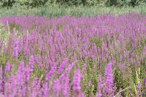 Natural landscape with an overwhelming aggregation of bolossoming Purple loosestrife , Lythrum salicaria