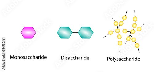 Differences Between Monosaccharide, Disaccharide and Polysaccharide. Glucose, Maltose and Starch. Carbohydrates and Sugars Terminology. Scientific Design. Vector Illustration.