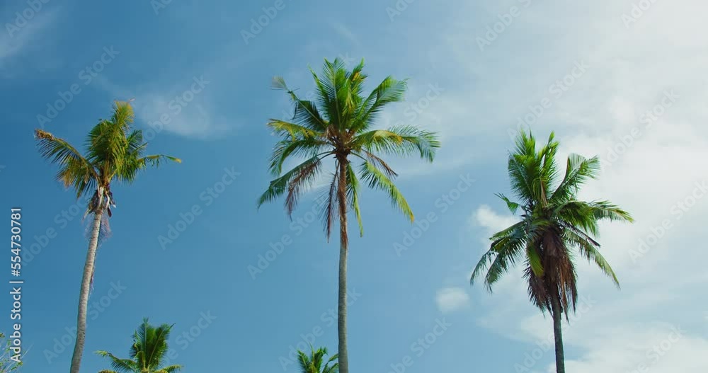 Tall tropical palm trees against blue sky with white clouds at sunny day. Nusa Penida Island Indonesia. Handheld high quality footage.