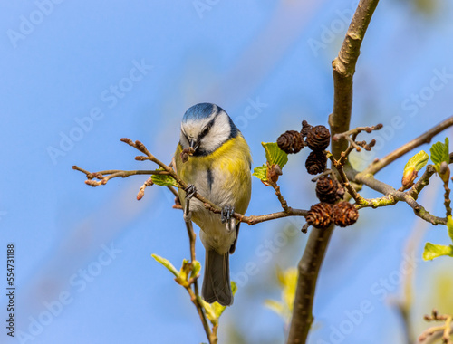 Blaumeise