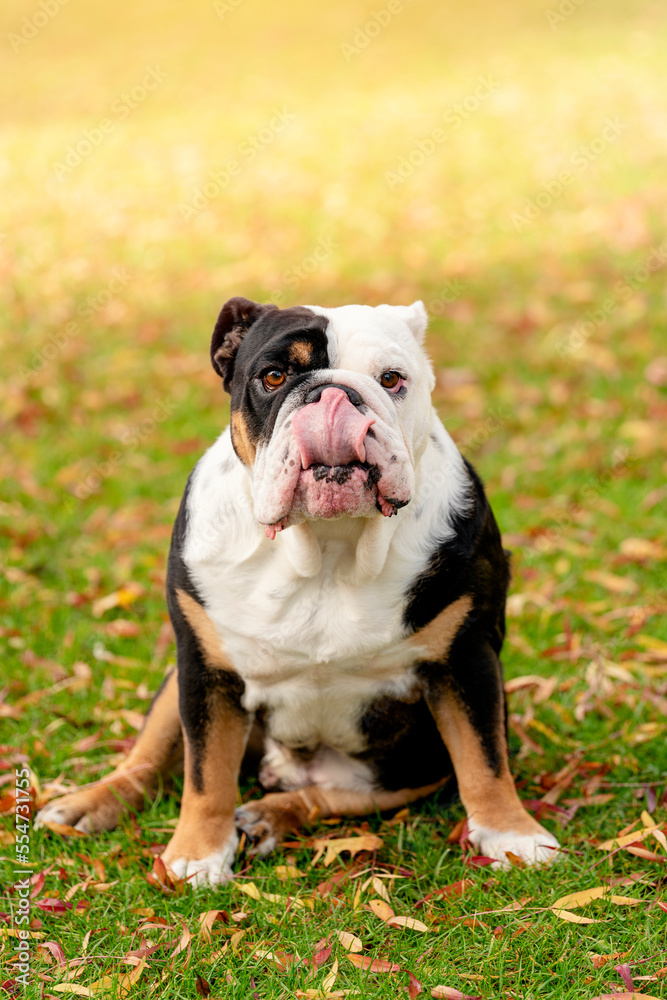 Black tri-color funny  English British Bulldog Dog out for a walk looking up sitting in the grass on Autumn sunny day at sunset