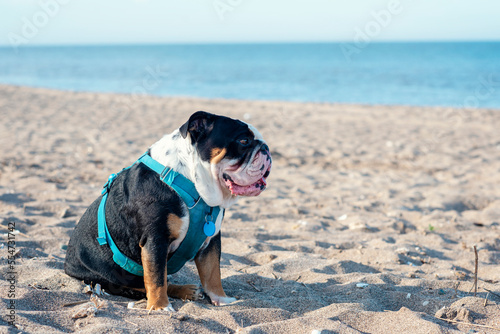 Fototapeta Naklejka Na Ścianę i Meble -  Black tri-color english british Bulldog sitting on seaside at sunse in summer Space for text