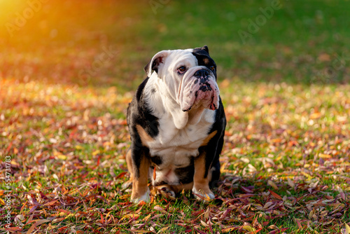 Black tri-color English British Bulldog Dog out for a walk looking up sitting in the grass on Autumn sunny day at sunset