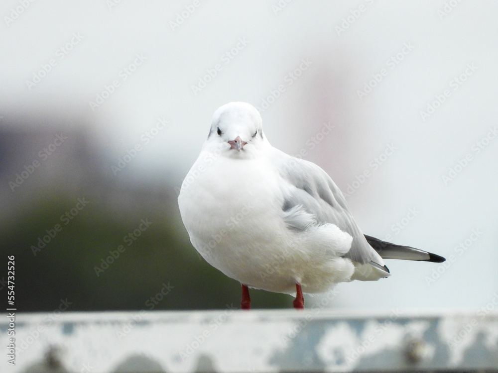 Obraz premium 柵に留まるゆりかもめ