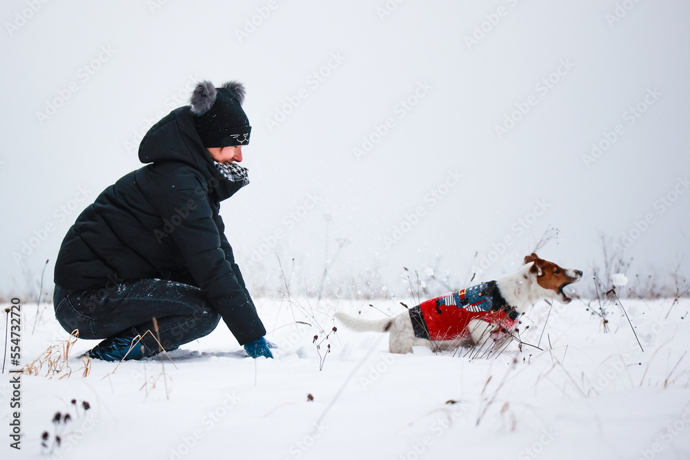 Jack russel terrier