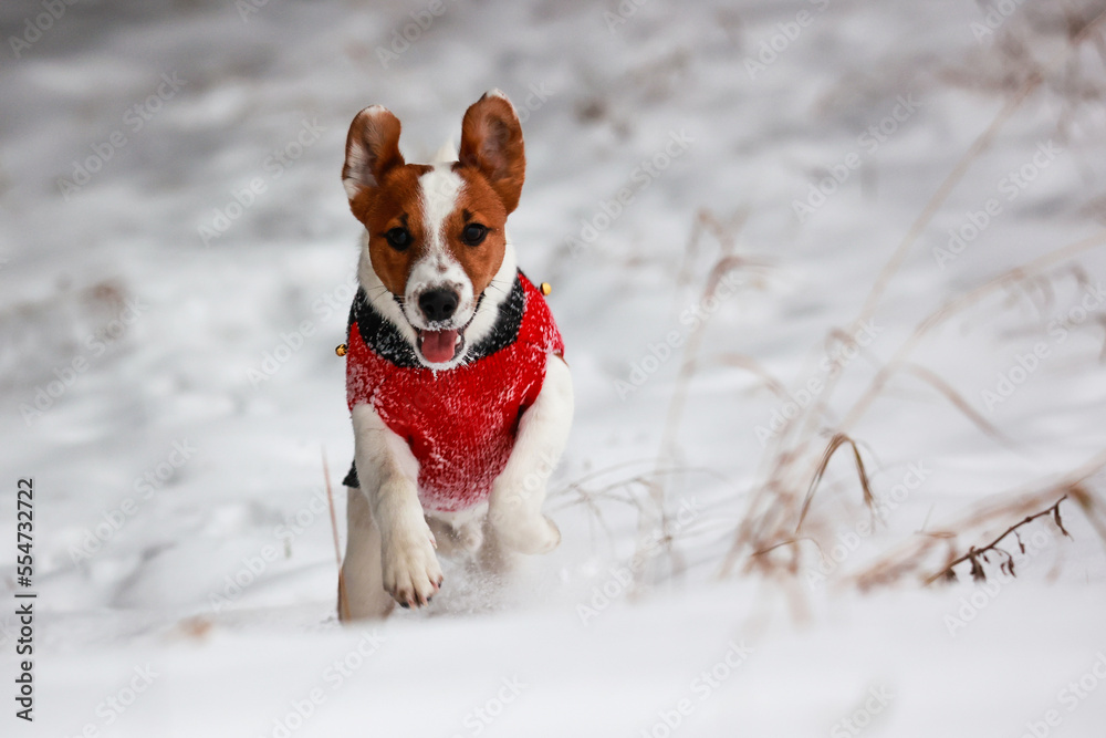 Jack russel terrier