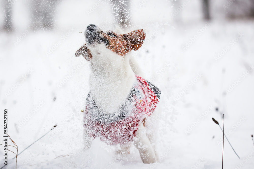Jack russel terrier