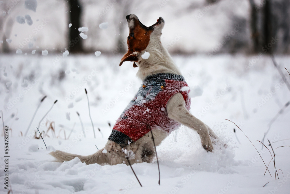Jack russel terrier