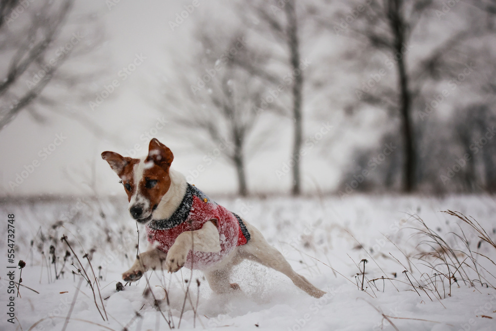Jack russel terrier