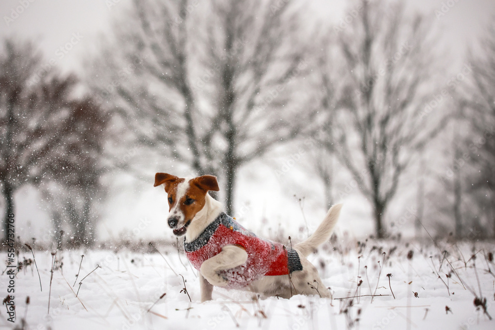 Jack russel terrier