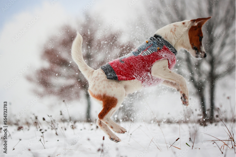 Jack russel terrier