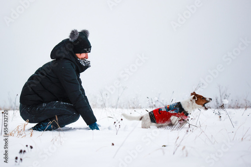 Obraz na płótnie Jack russel terrier w salonie
