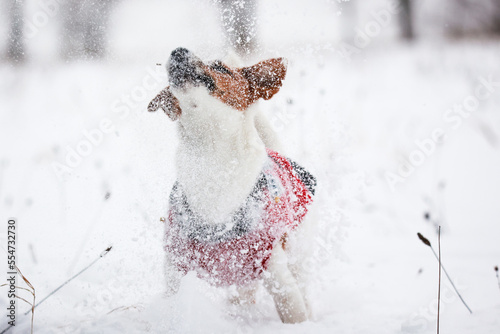 Obraz na płótnie Jack russel terrier w salonie