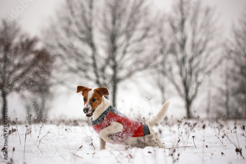 Obraz na płótnie Jack russel terrier w salonie
