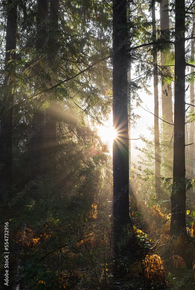 Fototapeta premium Spring forest landscape, seasonal nature view, green trees sun rays morning. Light shining down in nature