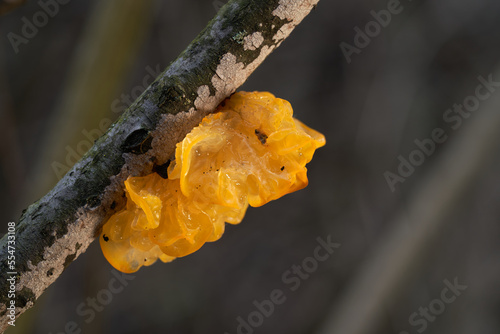 Inedible mushroom Tremella mesenterica on the tree. Known as  yellow brain, golden jelly fungus or yellow trembler. Wild golden mushroom in the floodplain forest.