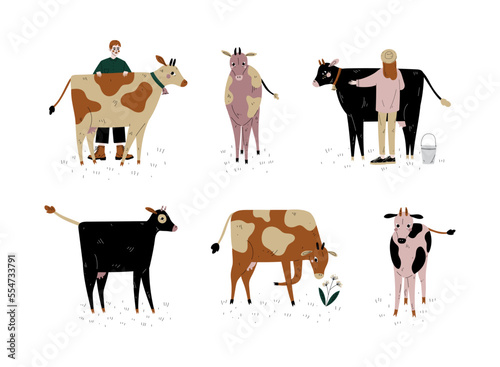 Man and Woman Farmer with Milk Cow Grazing on Pasture as Dairy Cattle Breeding and Farming Vector Set