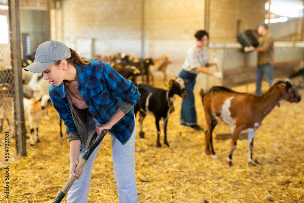 Focused young woman farmer sweeping goat shelter. Daily routine of ...