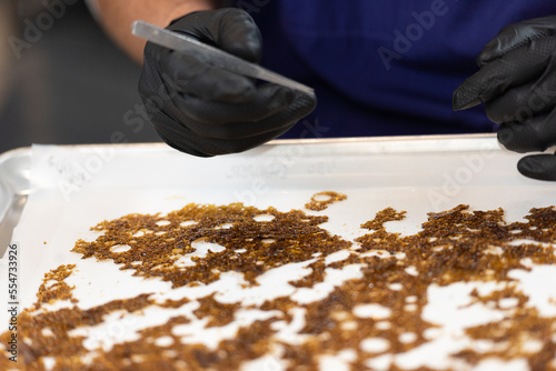 Gloved Worker Weighing & Packaging Cannabis Extract