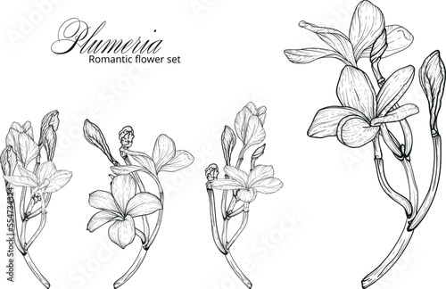 Graphic plumeria. Floral composition. Plumeria. Vector flowers. 