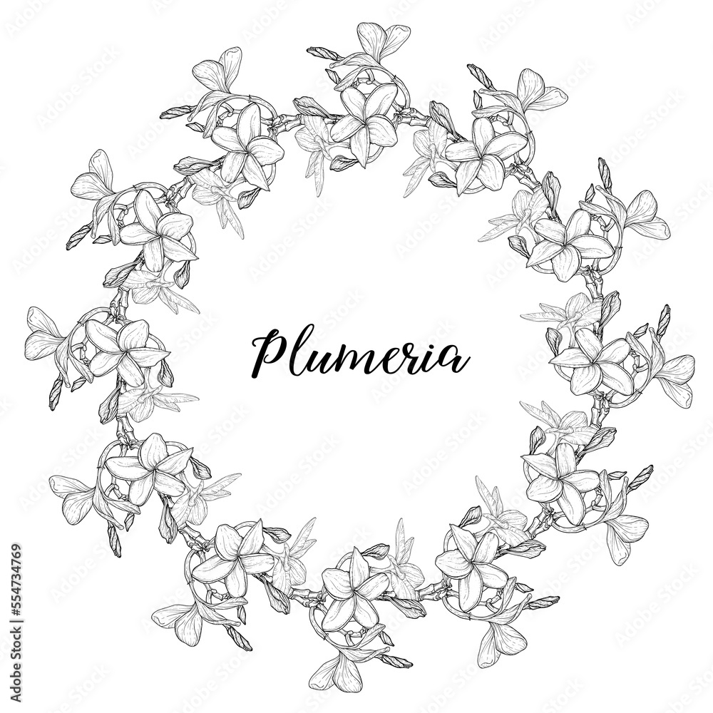 Graphic plumeria. Floral composition. Plumeria. Vector flowers. 