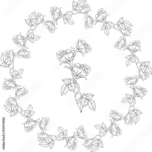 Graphic roses. Flower arrangement. Roses. Vector roses. Floral wreath. 