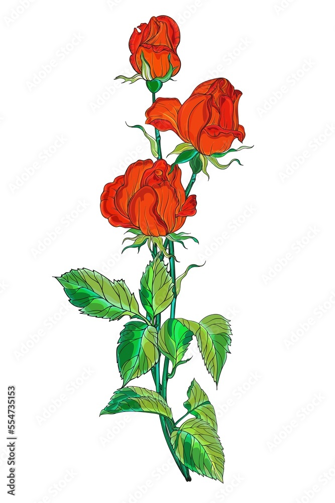 Fototapeta premium Bright red roses. Flower arrangement. Roses. Vector red roses. 