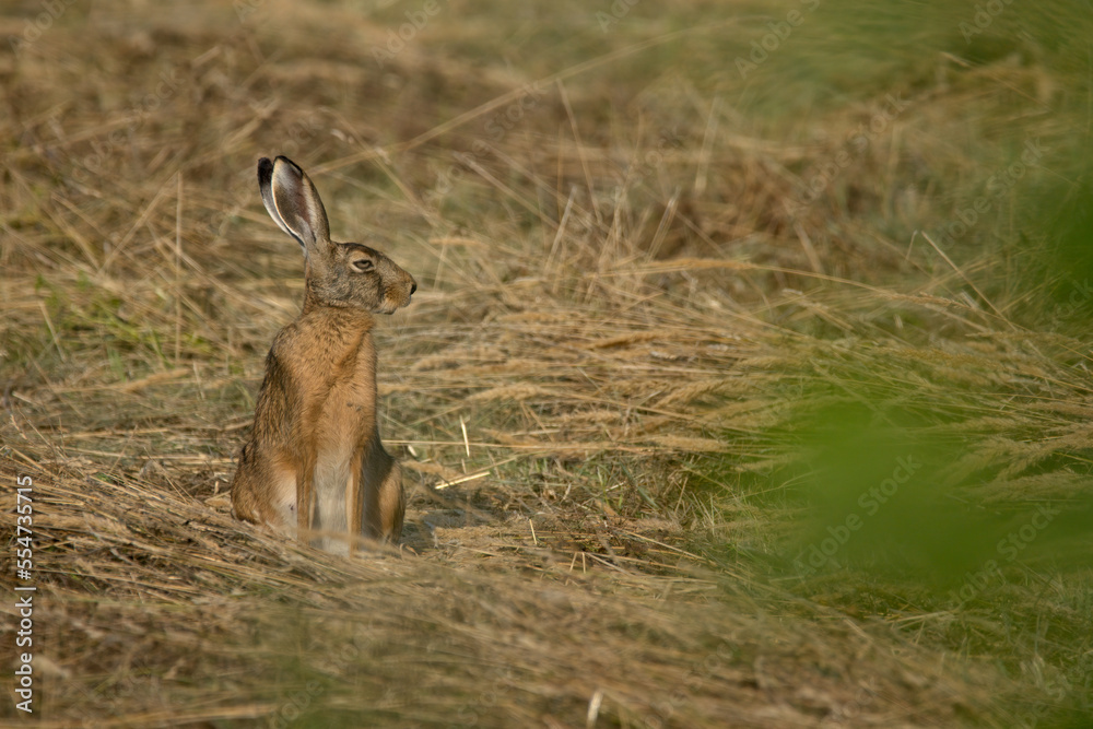 hase, feldhase, tier, säugetier, wild, wild lebende tiere, hase, feldhase, tier, säugetier, wild, wild lebende tiere,