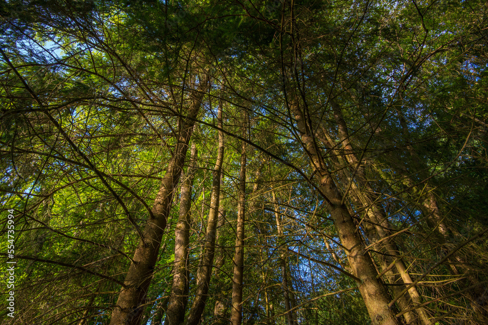 Fototapeta premium forest. Photo was taken from a low perspective