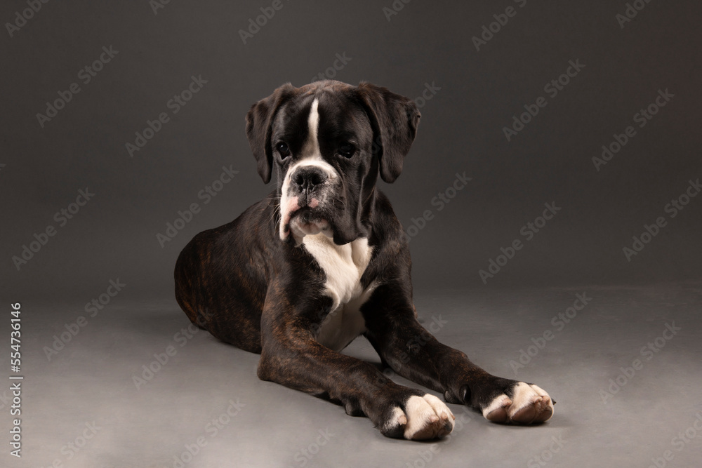 boxer dog boxer dog