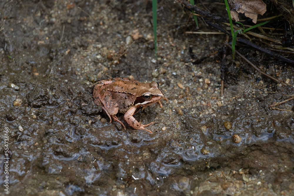 A Common frog at the waters edge.