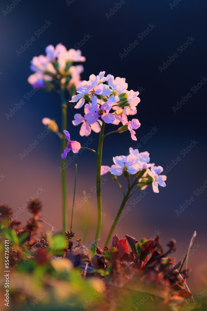 Parrya nudicaulis. Beautiful blooming tundra wildflowers. Plants growing in the Arctic. Northern flora. Nature of Chukotka and polar Siberia. Far North of Russia. June. Shallow depth of field. Parrya nudicaulis. Beautiful blooming tundra wildflowers. Plants growing in the Arctic. Northern flora. Nature of Chukotka and polar Siberia. Far North of Russia. June. Shallow depth of field.