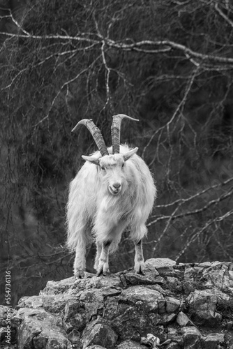 goats of the gulley photo