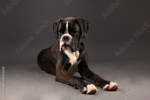 boxer dog 