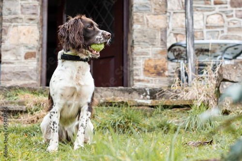 Obraz na płótnie Englsih springer spaniel outside farmhouse