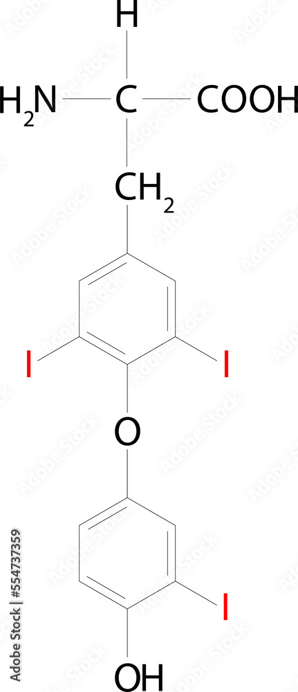 Triiodothyronine (T3). One of the two major hormones secreted by the thyroid gland. Chemical formula. Triiodothyronine (T3). One of the two major hormones secreted by the thyroid gland. Chemical formula.