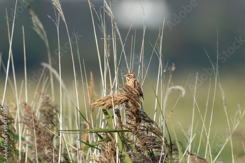 A female Reed bunting (Emberiza schoeniclus)