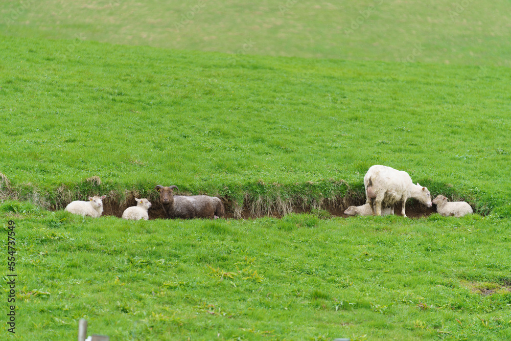 Fototapeta premium sheep sheltered from rain in iceland