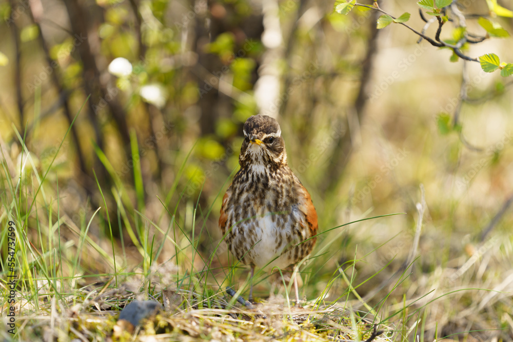 nice bird among the green grass in iceland nice bird among the green grass in iceland