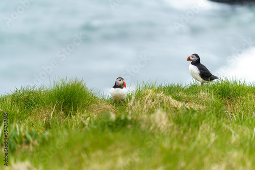 puffin in iceland on a rainy day © Marian