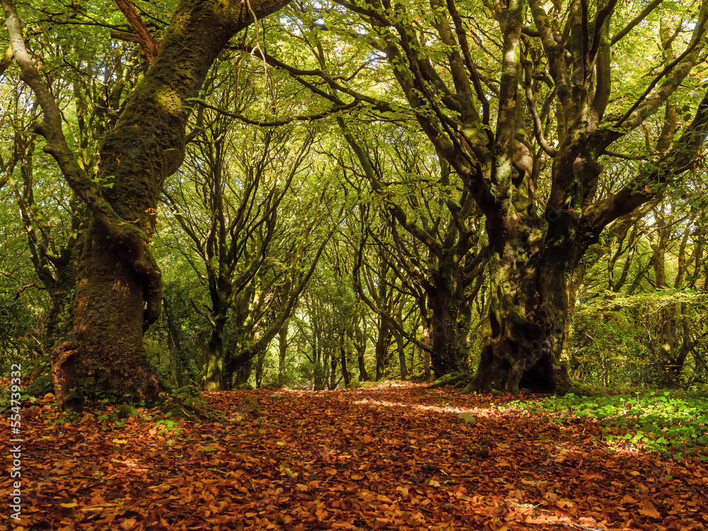 Naklejka premium Scene in fall season forest with fallen brown and orange leaf and green trees. Calm and peaceful mood. Barna wood, Galway city, Ireland. Sun glow.
