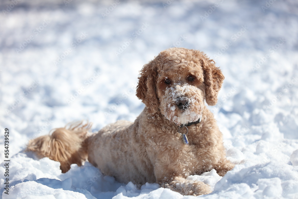 Doodle dog in snow