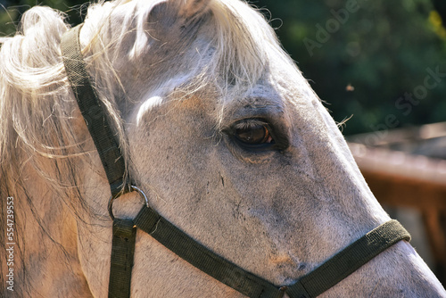 Head of a white riding horse with emotional gaze at horse farm.