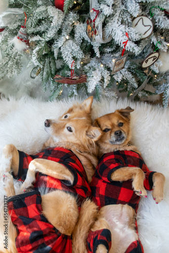 Photography Two cute dogs laying under christmas tree wearing pajamas