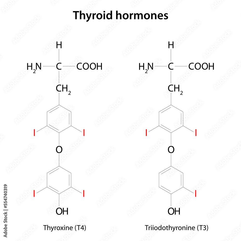Thyroid hormones thyroxine (T4) and triiodothyronine (T3). Stock