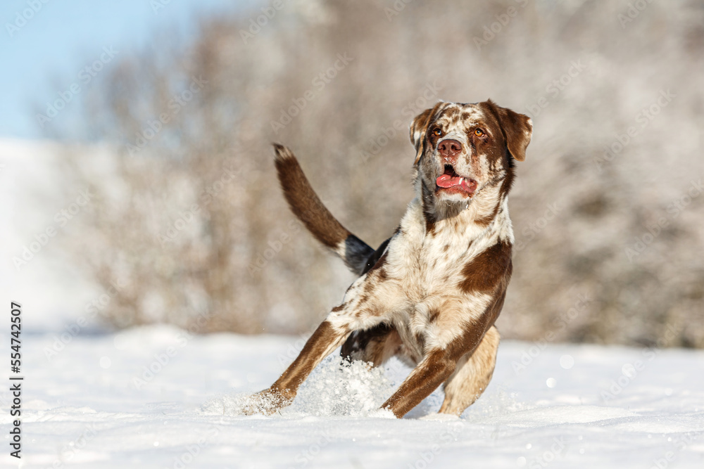 Portrait of a happy leopard labrador retriever dog playing in the snow outdoors