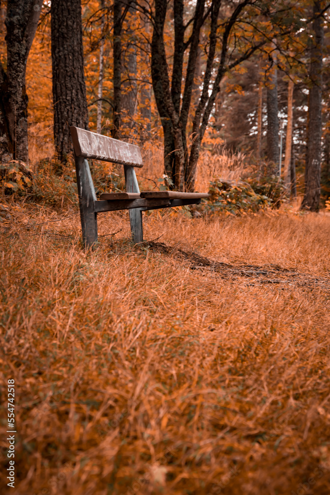 Autumnal scenery with park bench and orange foliage
