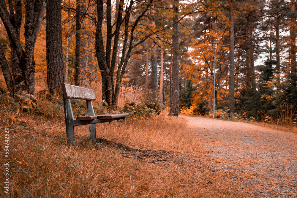 Autumnal scenery with park bench and orange foliage